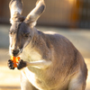 王子動物園　カンガルー