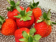 イチゴ