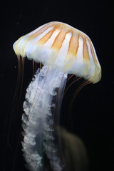 鶴岡市立加茂水族館　クラゲ