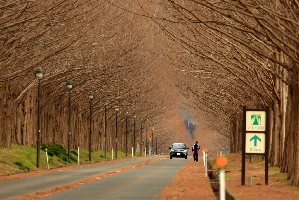 マキノ　セコイヤ並木