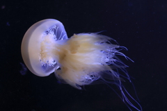 鶴岡市立加茂水族館　クラゲ
