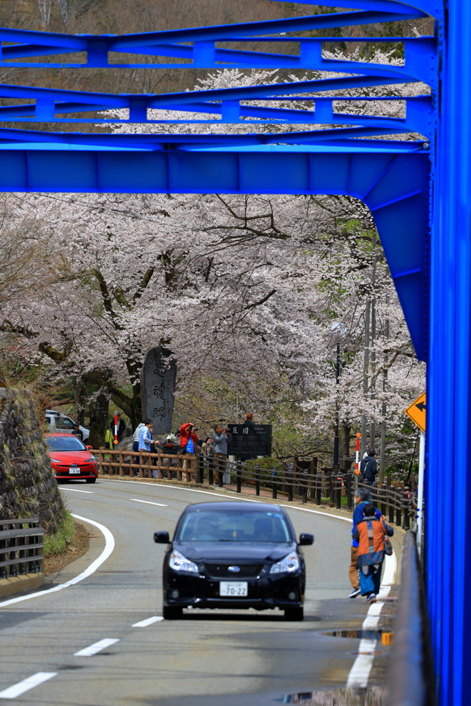 荘川桜遠景