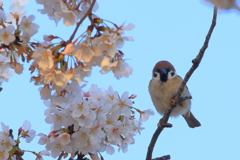 スズメさん