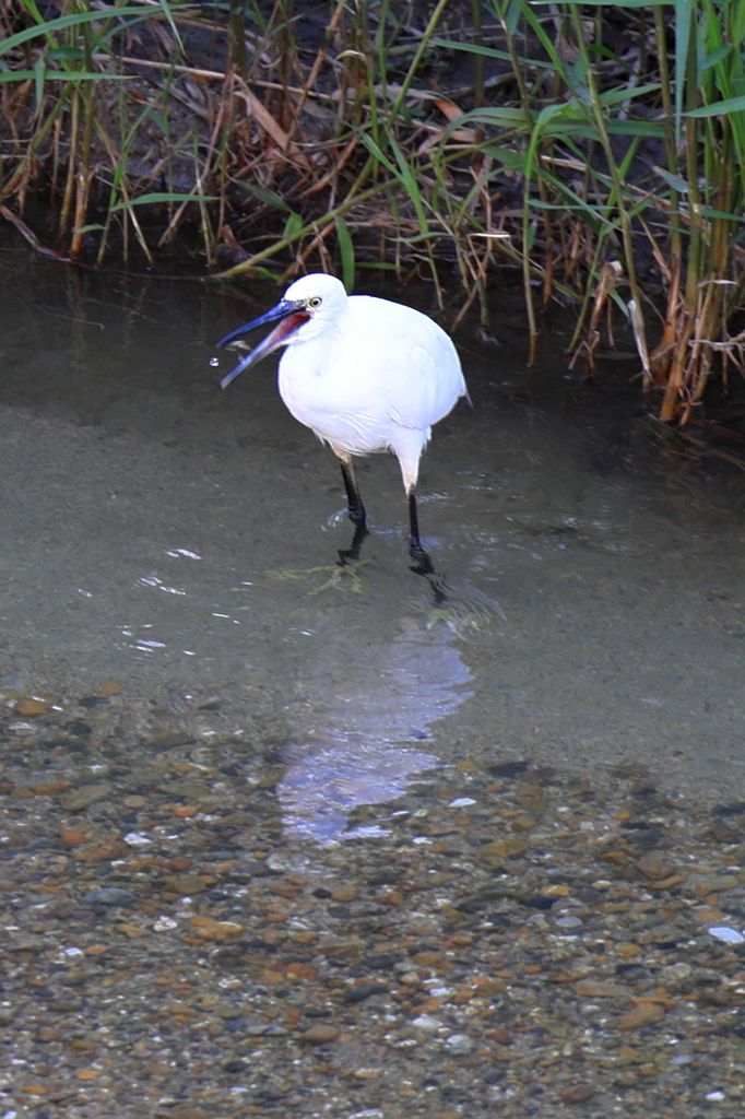 エサをゲットしたコサギ