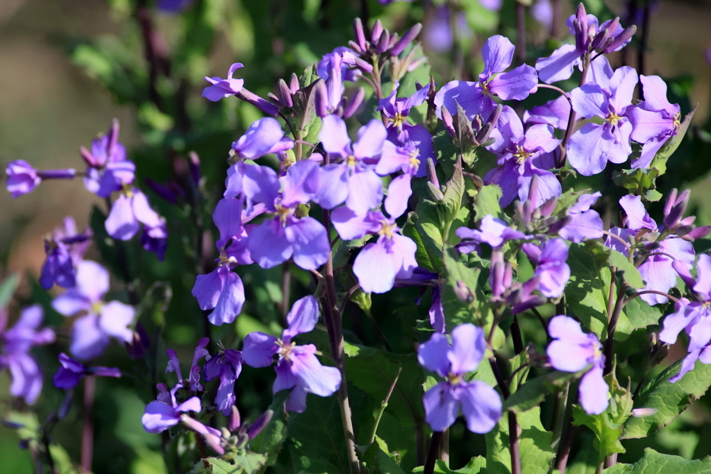 ムラサキハナナ