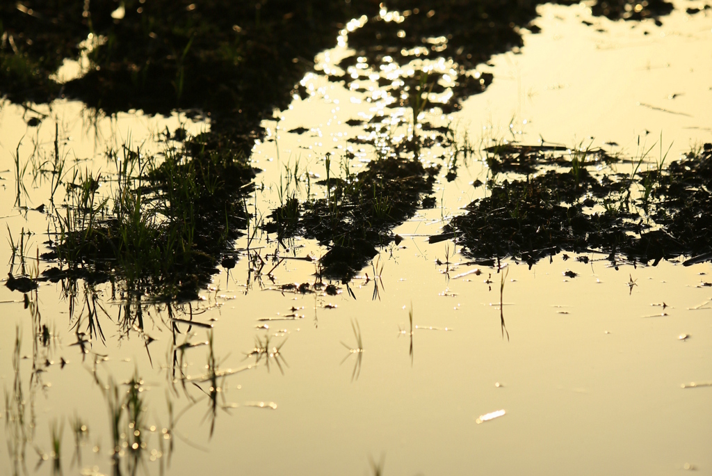 田んぼの水入れ