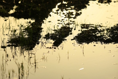 田んぼの水入れ