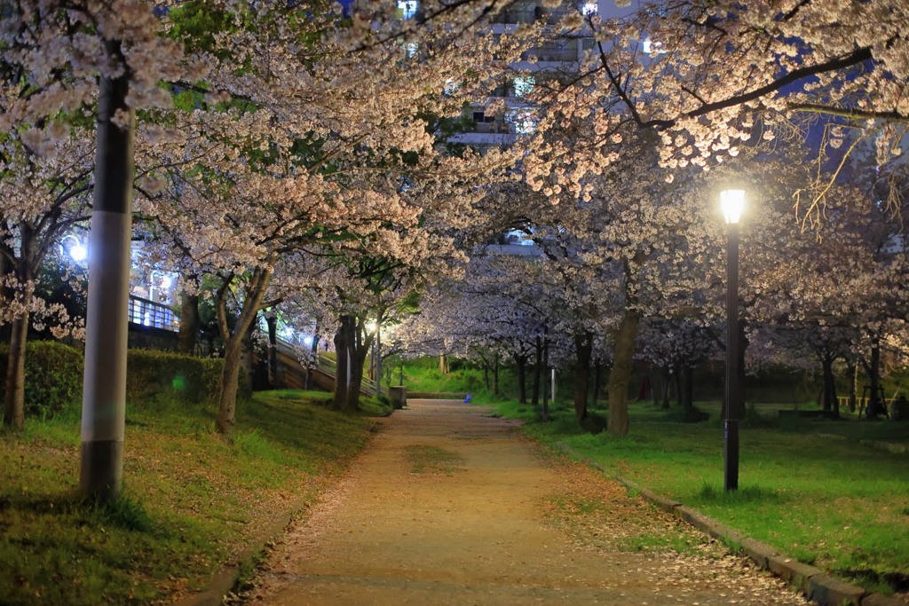 天満橋の夜桜