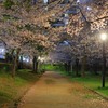 天満橋の夜桜