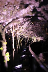 夜桜街道