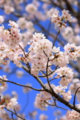 定番の桜