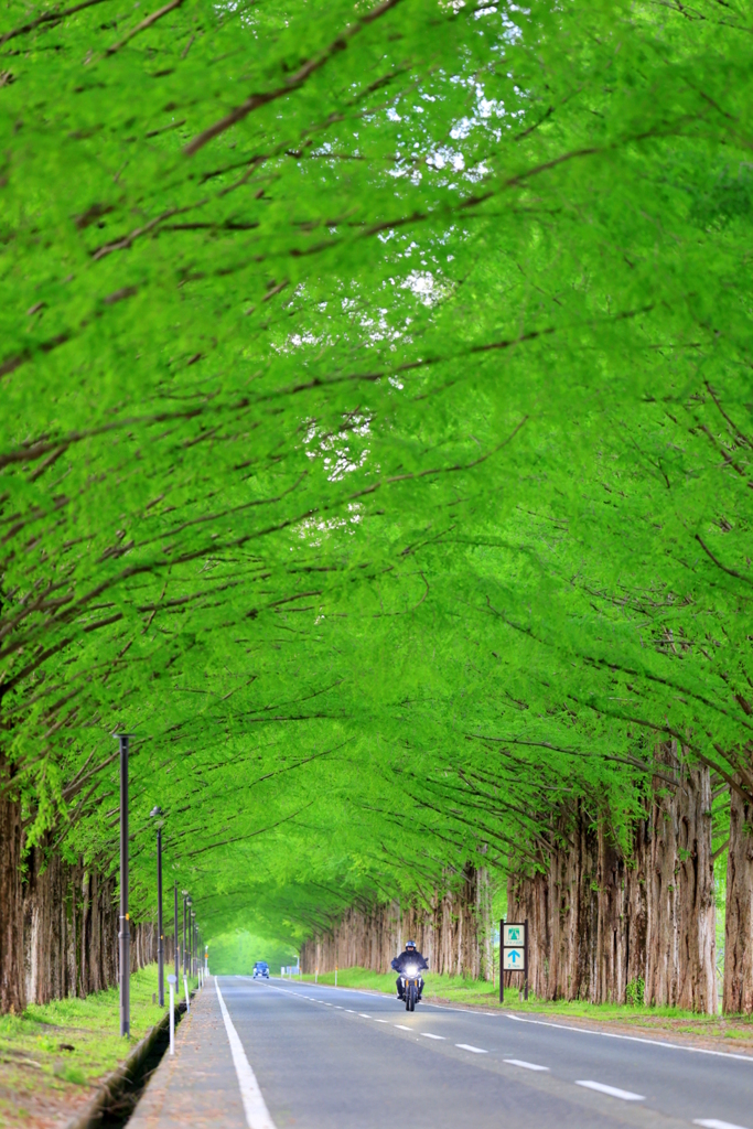 メタセコイヤ並木