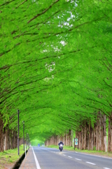 メタセコイヤ並木