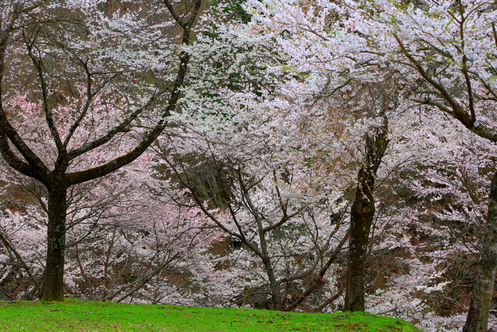 山桜