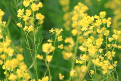 菜の花