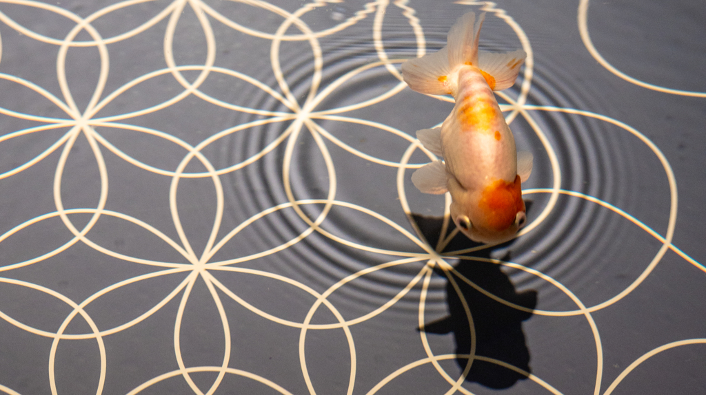金魚