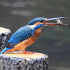 カワセミ