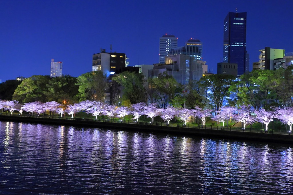 天満の夜桜