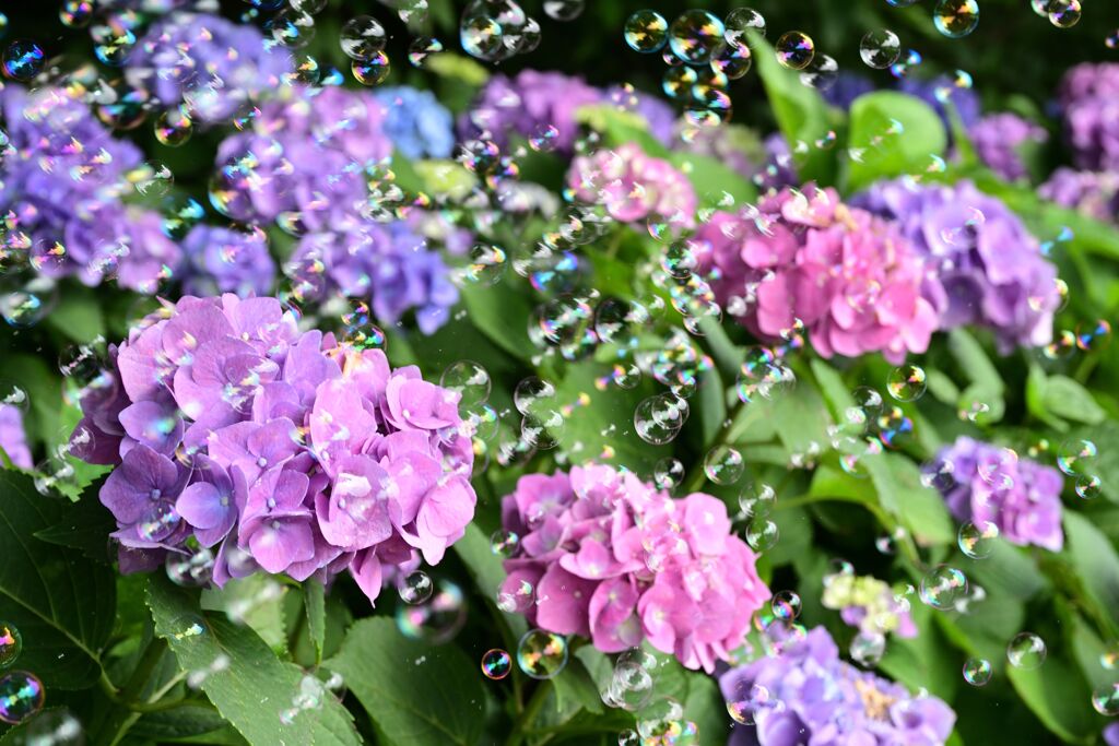 紫陽花とシャボン玉