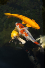 koi