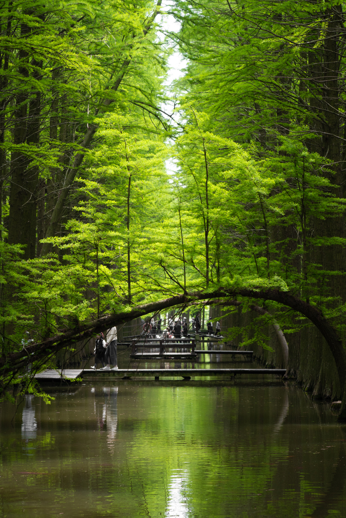  curved tree