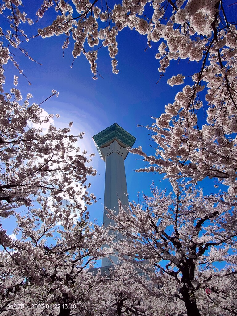 五稜郭タワーと桜