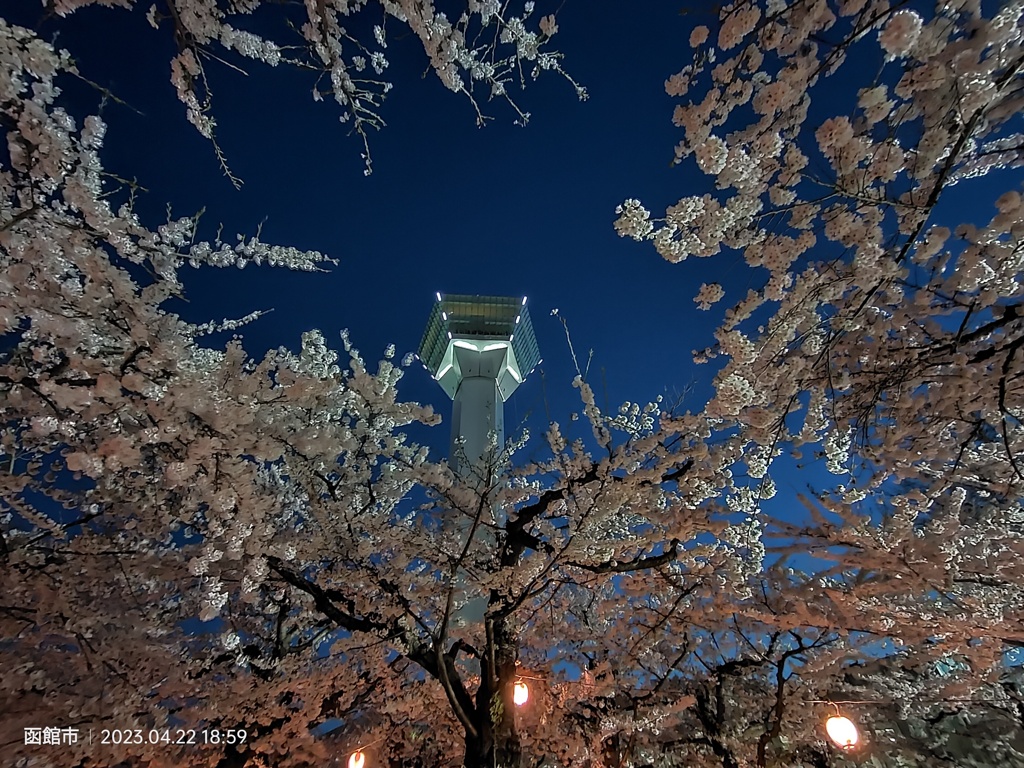 五稜郭タワーと夜桜