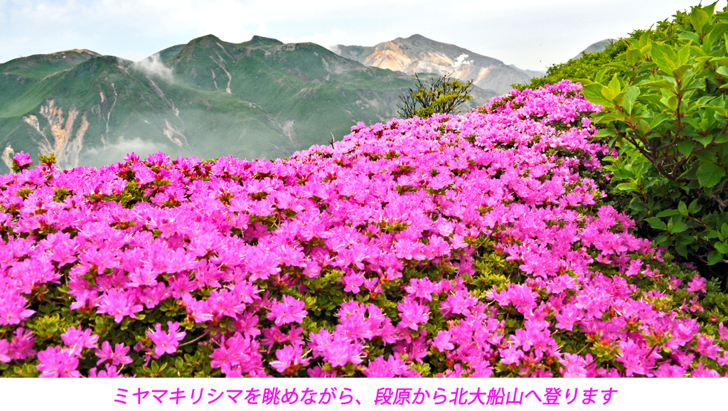 ミヤマキリシマ探訪山行 in 九重連峰2012：2日目(31)