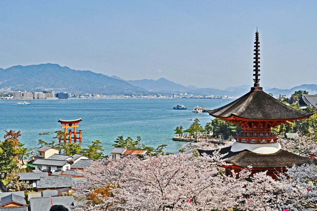 宮島・満開桜1