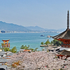 宮島・満開桜1
