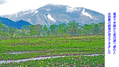 初夏の尾瀬の山旅2007(22)