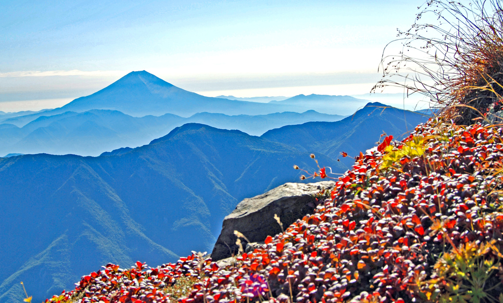 小赤石岳頂上近くの草紅葉と富士山