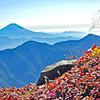 小赤石岳頂上近くの草紅葉と富士山