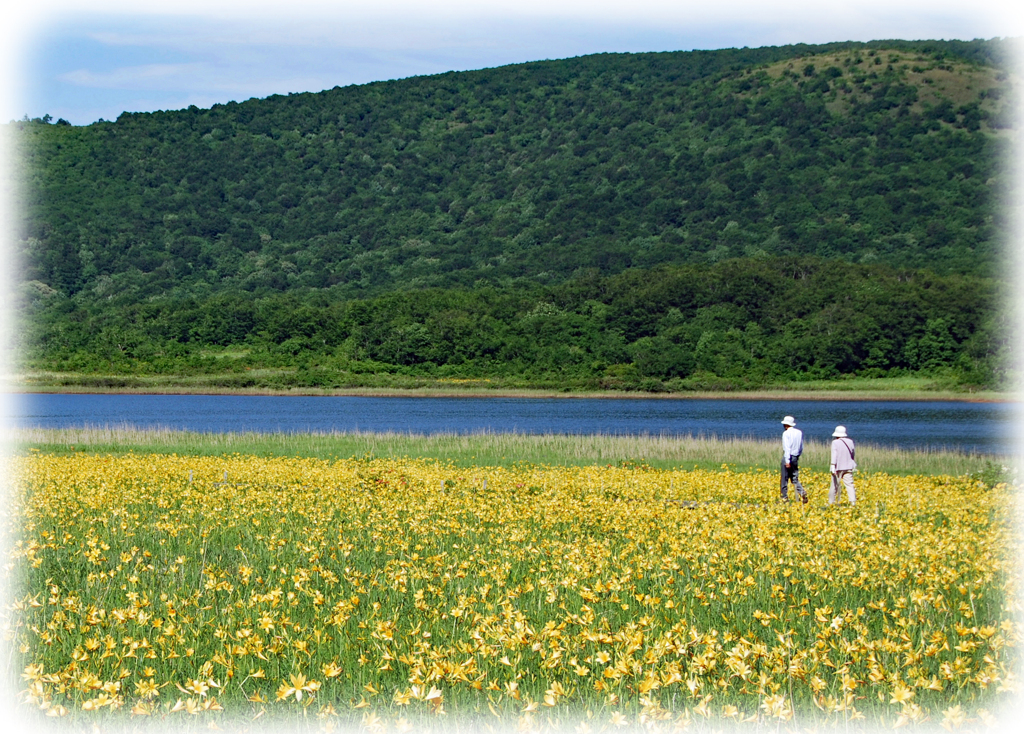 ニッコウキスゲの海の至福の散策(福島県・雄国沼)