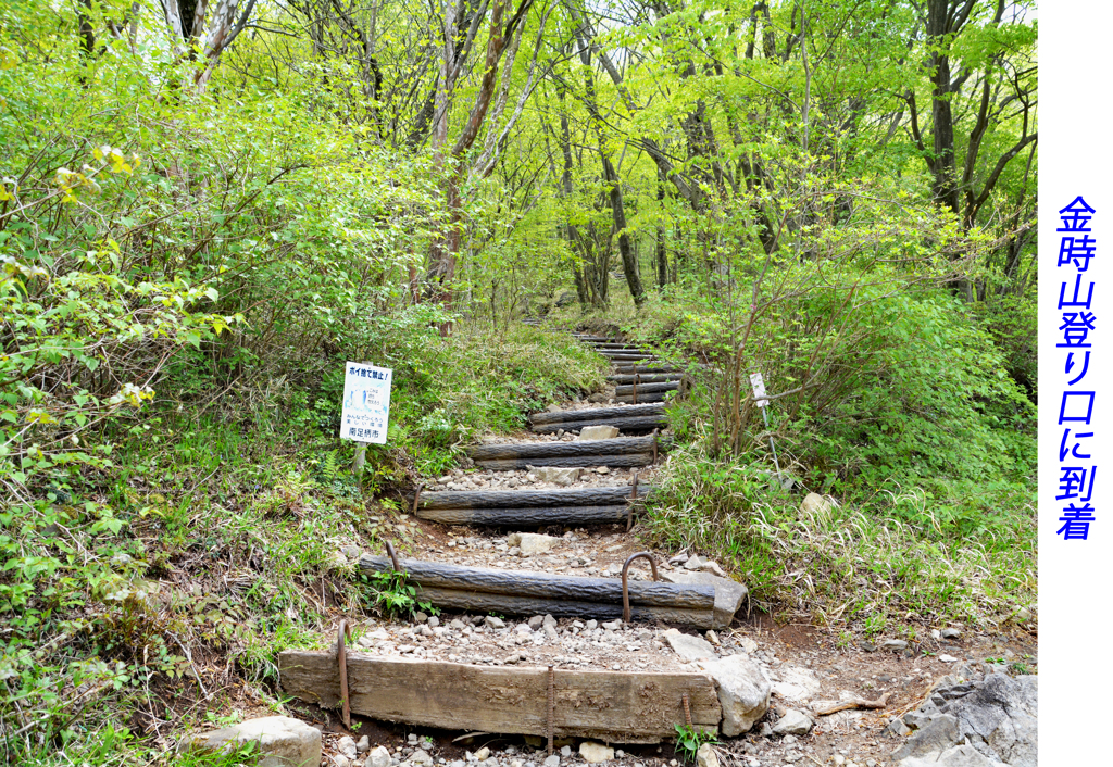 足柄古道を歩いての金時山登頂 2019 (27)