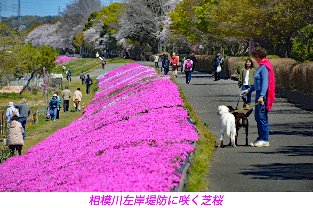 相模川の芝桜 2019-4 (3)