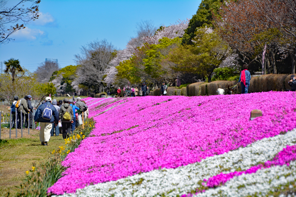 相模川の芝桜 2019-4 (4)