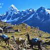 ペルー・アンデス　ブランカ山群トレッキング2015(33)