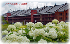 アナベルと横浜みなとみらいの赤レンガ倉庫