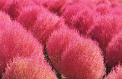 色鮮やかなコキアの紅葉