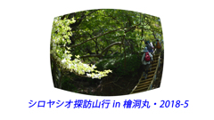 シロヤシオ探訪山行 in 檜洞丸2018(1)