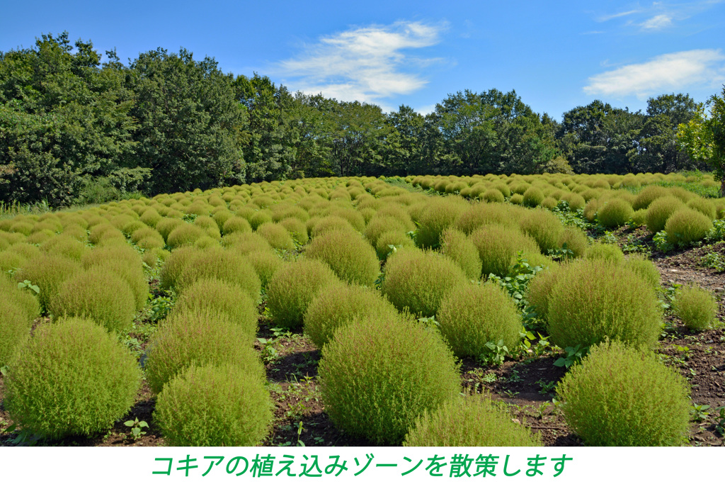 コリウス・コキアを訪ねて2014(17)