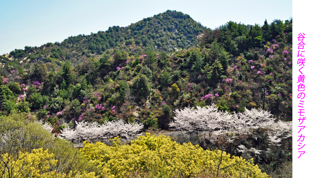 瀬戸内の三千本桜 2011 (9)