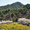 瀬戸内の三千本桜 2011 (9)