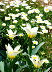 白い花の競演