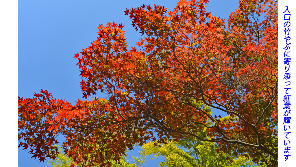 鎌倉アルプス紅葉狩り2014(10)