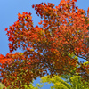 鎌倉アルプス紅葉狩り2014(10)