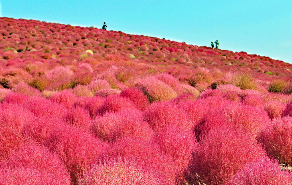 色鮮やかに染まったコキアの海