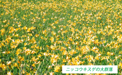 雄国沼のニッコウキスゲ2009(17)
