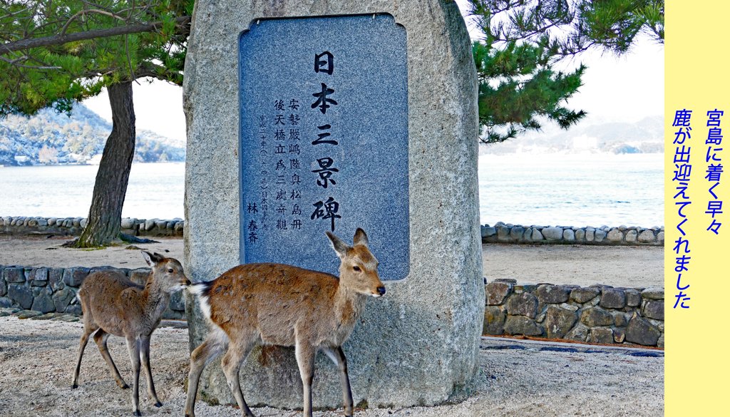 宮島・弥山(みせん)2015：しま山100選・広島県廿日市市(9)